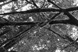 tree branches