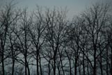 winter trees