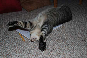 kitty piccolo not helping me write