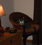 cat in chair with glowing eyes
